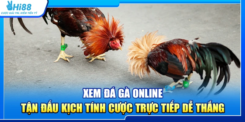Xem Đá Gà Online – Trận Đấu Kịch Tính Cược Trực Tiếp Dễ Thắng
