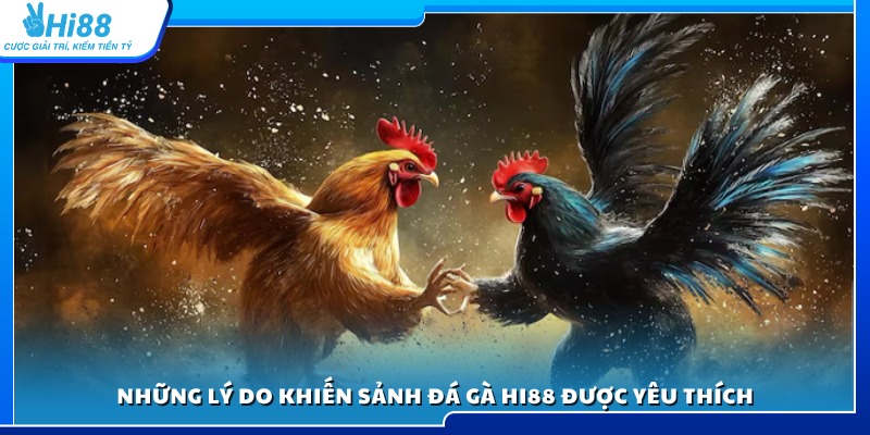 Lý do sảnh đá gà Hi88 luôn là lựa chọn hàng đầu
